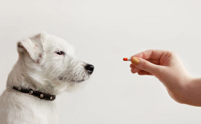 suplemento-alimenticio-para-perros