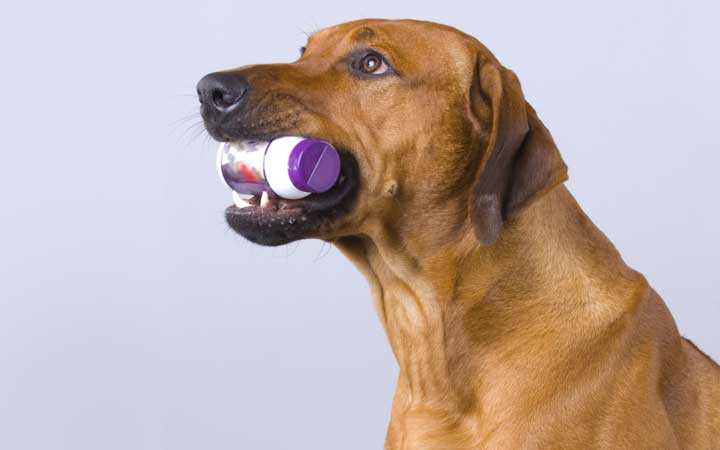 Vitaminas para Perros