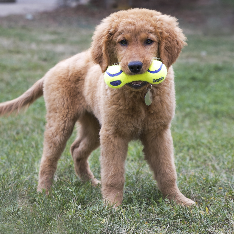 Kong Dumbbell Air