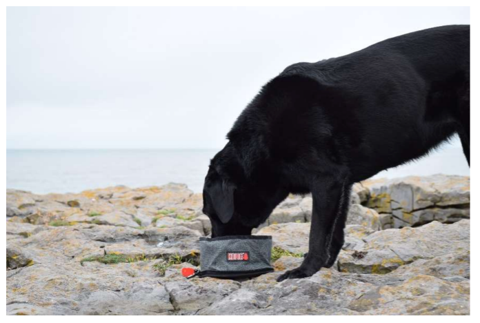 Kong Fold-Up Travel Bowl